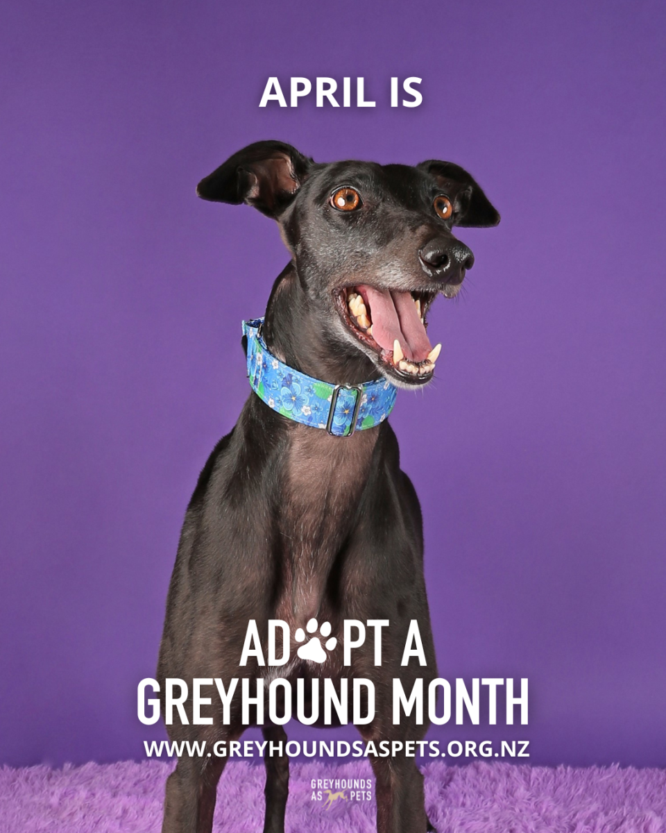 Adopt a Greyhound Month | Greyhounds as Pets