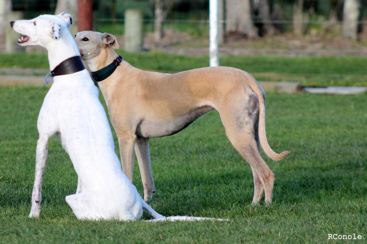 are greyhounds aggressive dogs