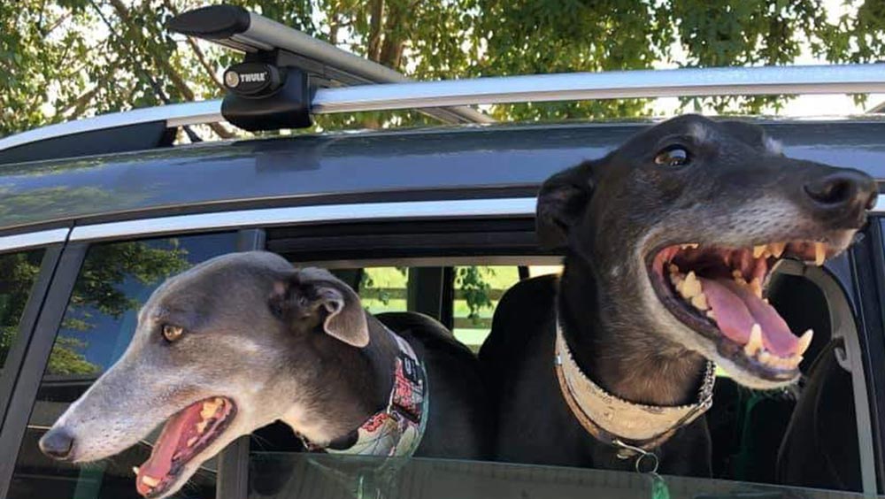 greyhounds in car