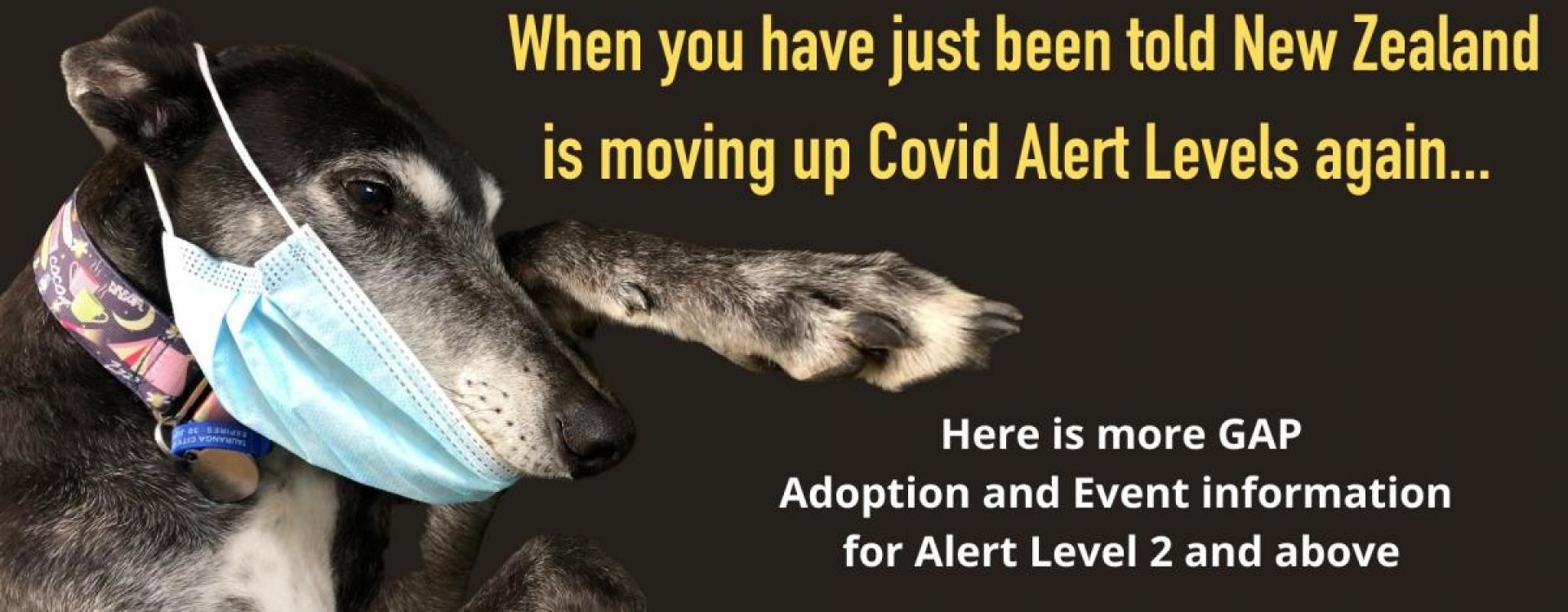 Dog Blog Greyhounds as Pets