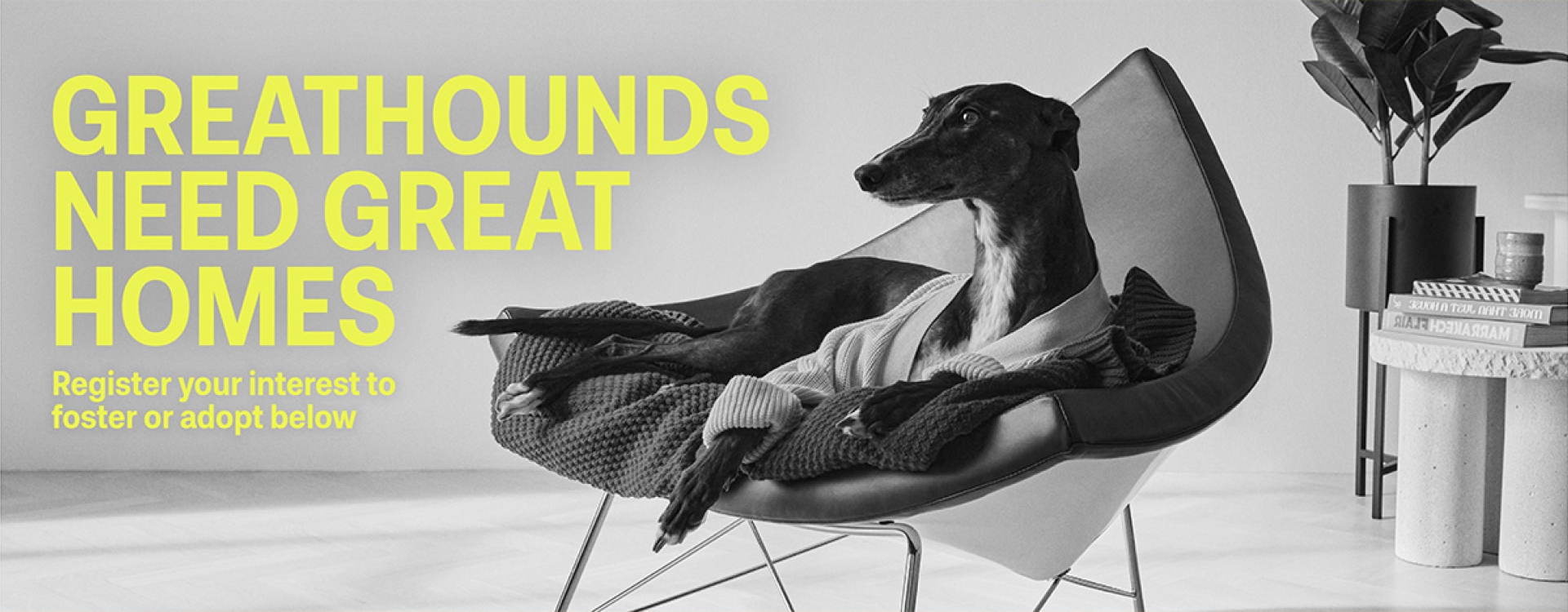 Greathounds need Great Homes - Register your interest to foster or adopt below