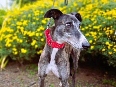 Dogs for Adoption | Greyhounds as Pets