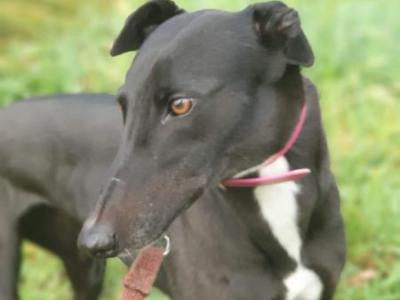 small greyhounds for adoption