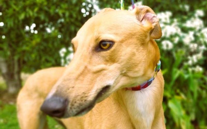 dog-details-greyhounds-as-pets