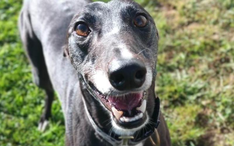 Dog Details Greyhounds as Pets