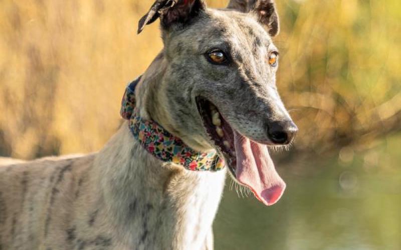Dogs for Adoption Greyhounds as Pets