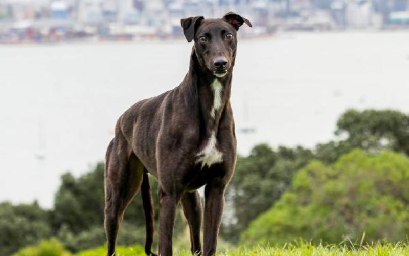 do greyhounds play fetch