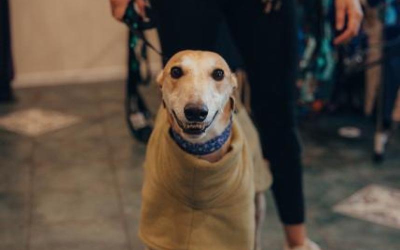 Dog - Details | Greyhounds as Pets