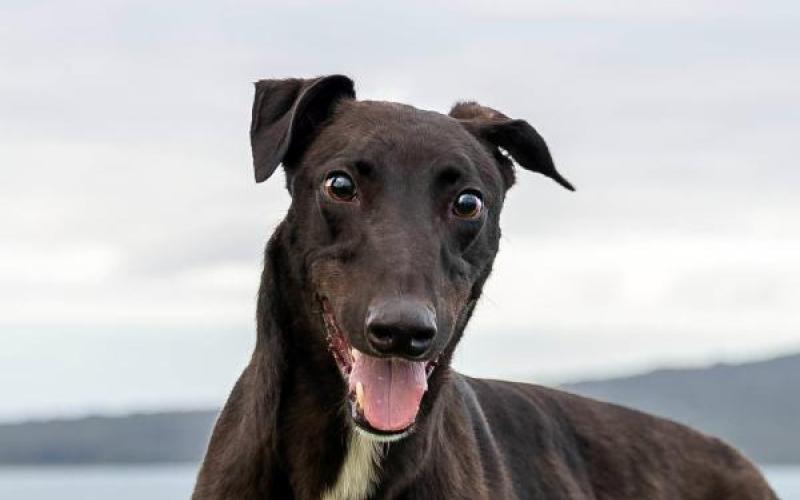 do greyhounds play fetch