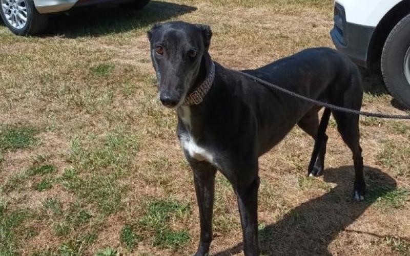 Dog Details Greyhounds as Pets