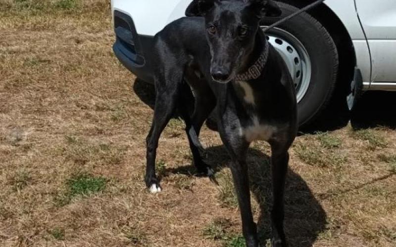 Dog Details Greyhounds as Pets