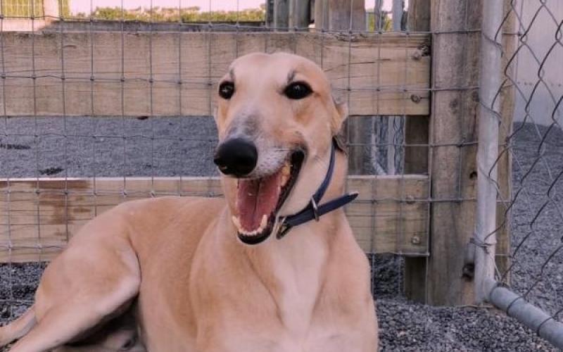 Dog Details Greyhounds as Pets